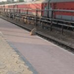 स्टेशन पर बंदरों के आंतक से यात्री परेशान, किसी को गिराया तो किसी का छीना सामान