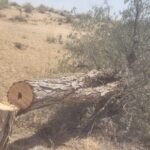 बीकानेर में फिर कटी खेजड़ी, पूगल क्षेत्र में 70-75 खेजडिय़ों को काटा