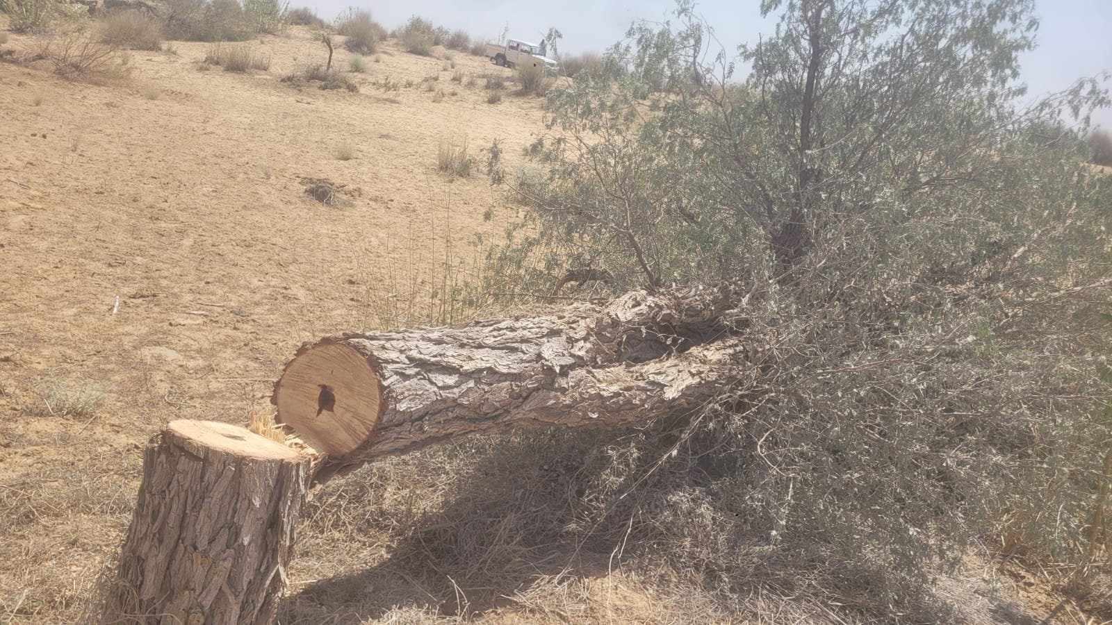 बीकानेर में फिर कटी खेजड़ी, पूगल क्षेत्र में 70-75 खेजडिय़ों को काटा